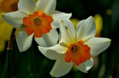 Narcissus 水仙