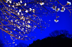 弥生夜桜　2-1
