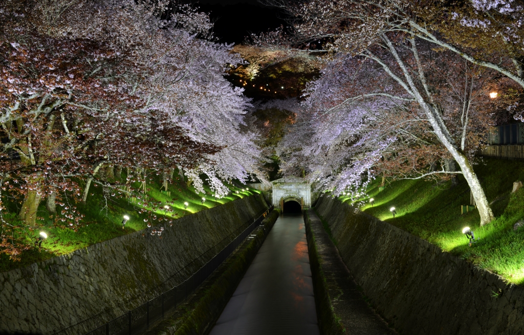 琵琶湖疏水夜桜