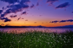 夜明けの湖辺のだいこんの花
