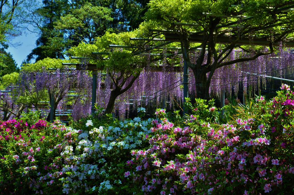 薫風の花時