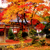 紅葉の興聖寺