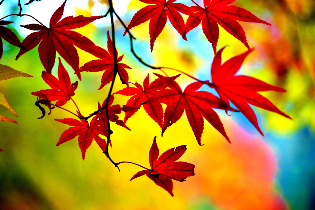 パステル紅葉