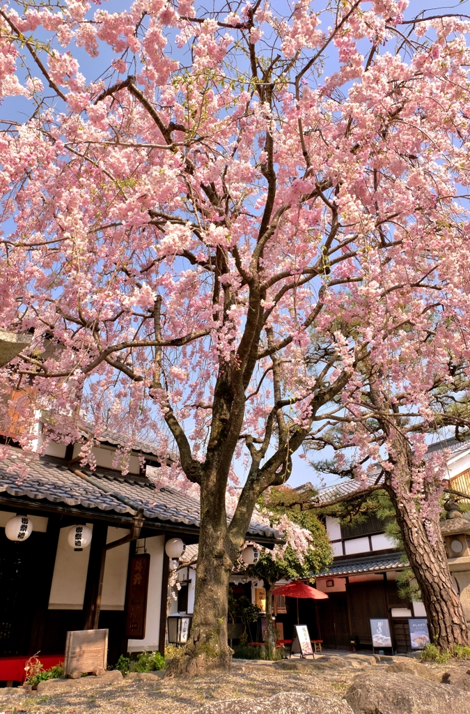 桜花