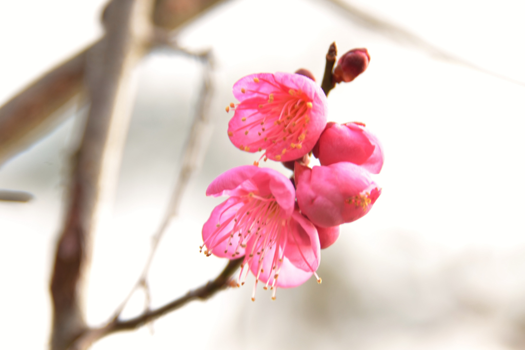 早春の梅花