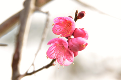 早春の梅花