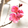 早春の梅花