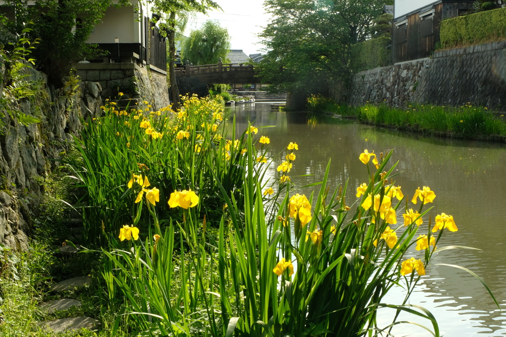 黄菖蒲の八幡堀