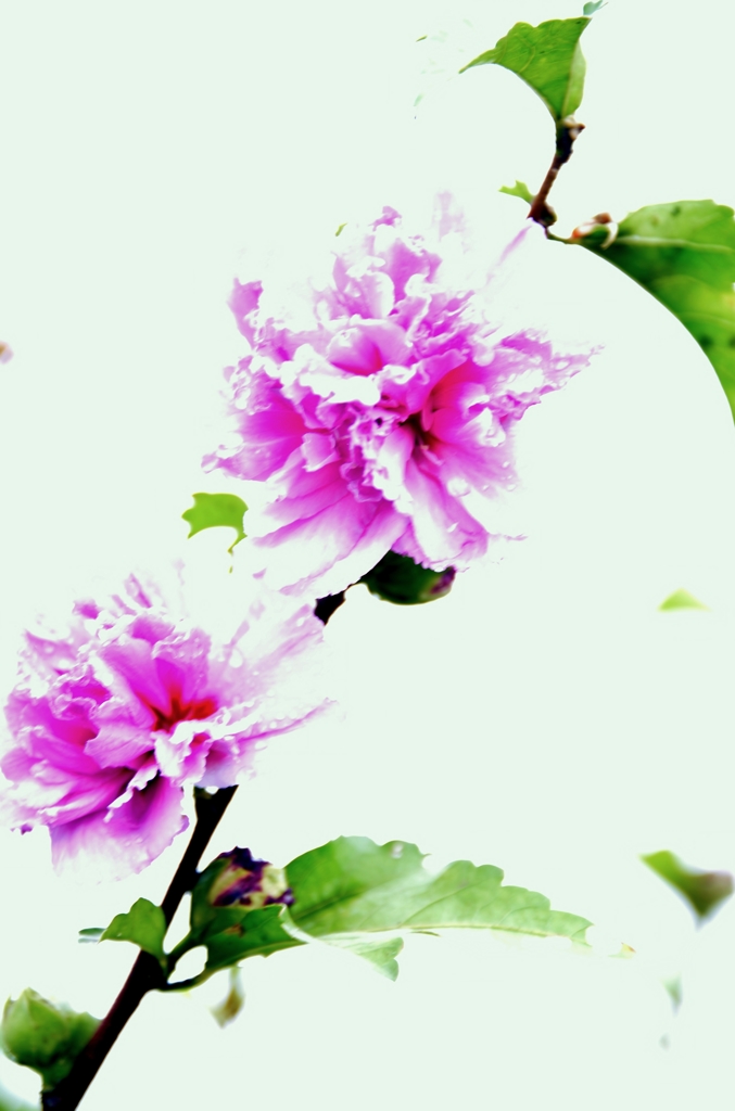 槿花一朝の夢