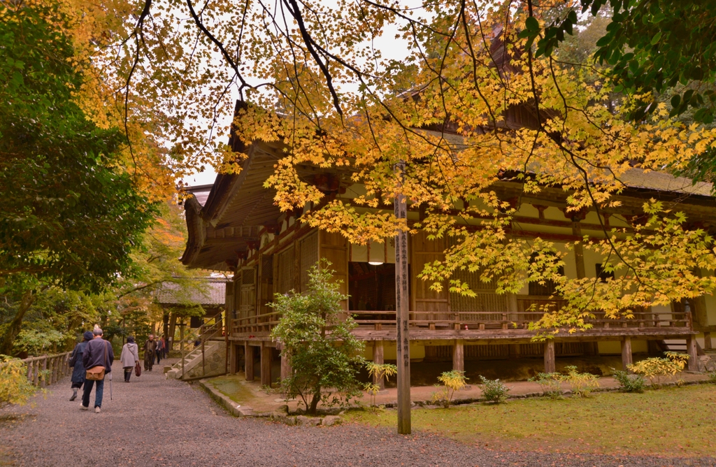 湖東三山百済寺　本堂紅葉　7