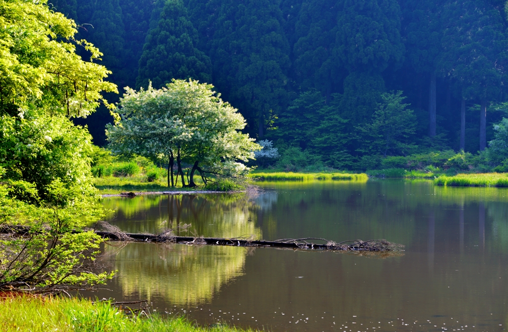 初夏の平池