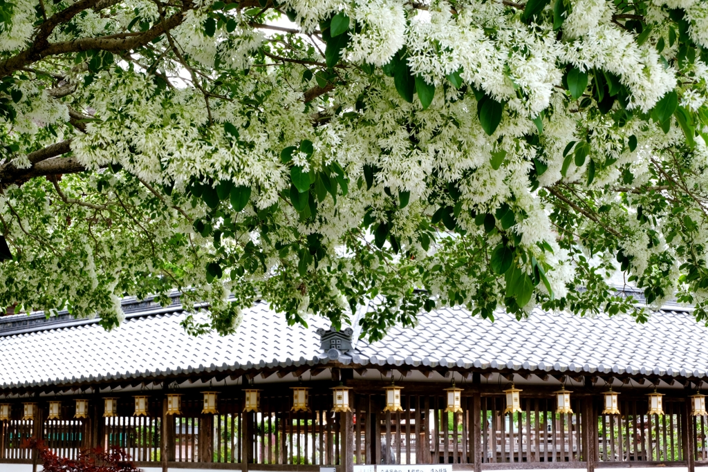 沙沙貴神社のなんじゃもんじゃ　5-4