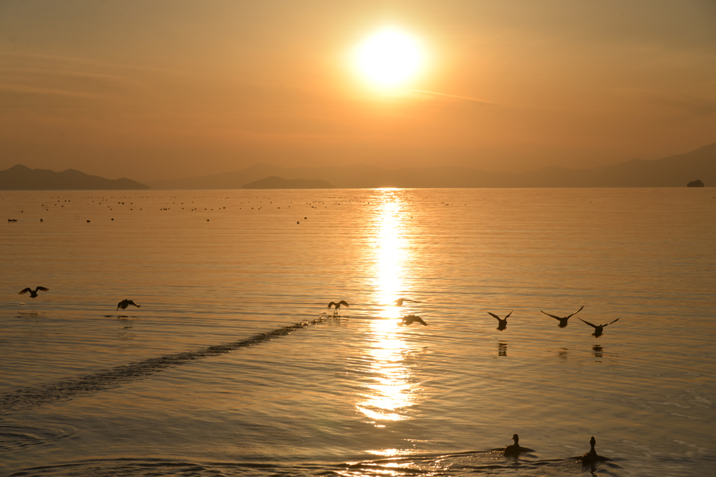 夕暮の鴨　