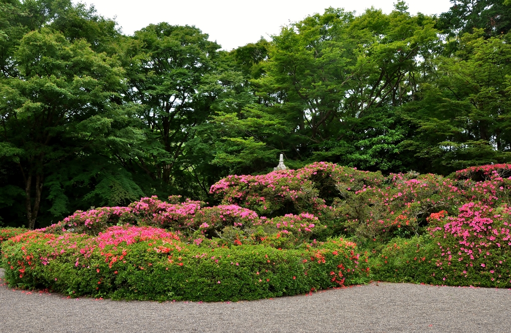 雲迎寺さつき庭園
