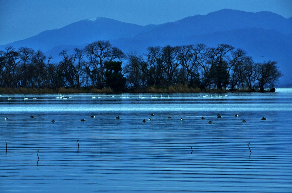 湖辺の水鳥