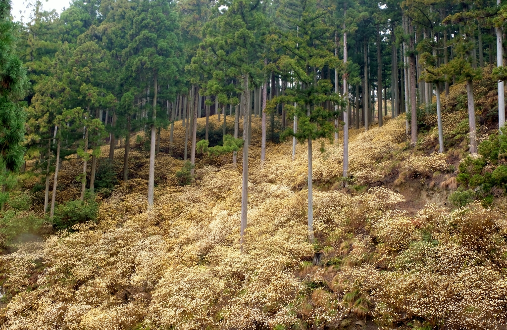 高畑山の三椏群生