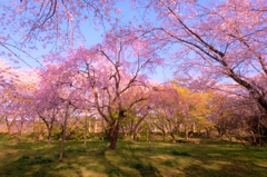 幻夢桜