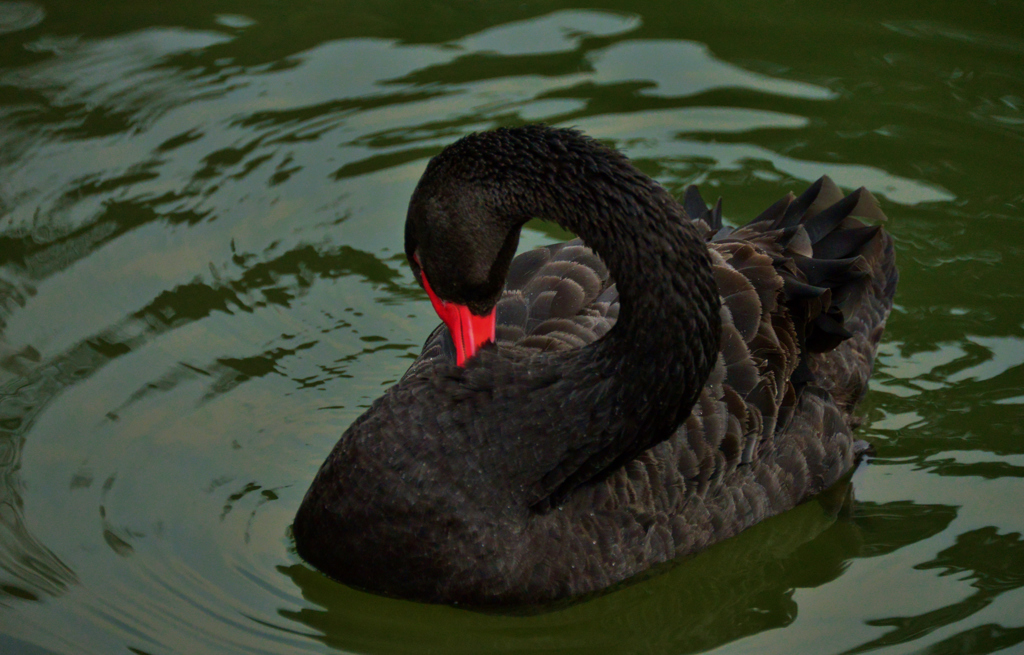 黒鳥の羽づくろい