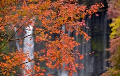 滝紅葉