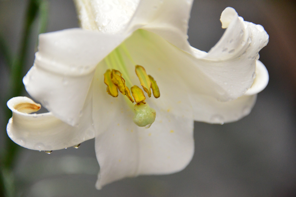 我が家の花　百合　2-2