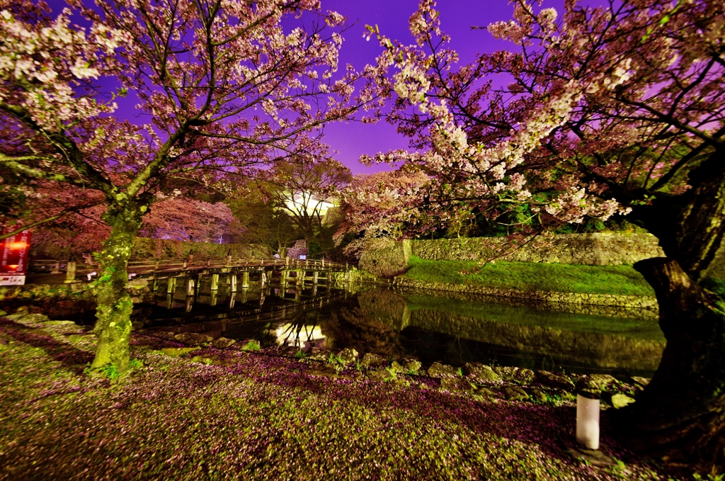 彦根城大手門夜明け前桜