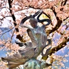 余呉の天女桜