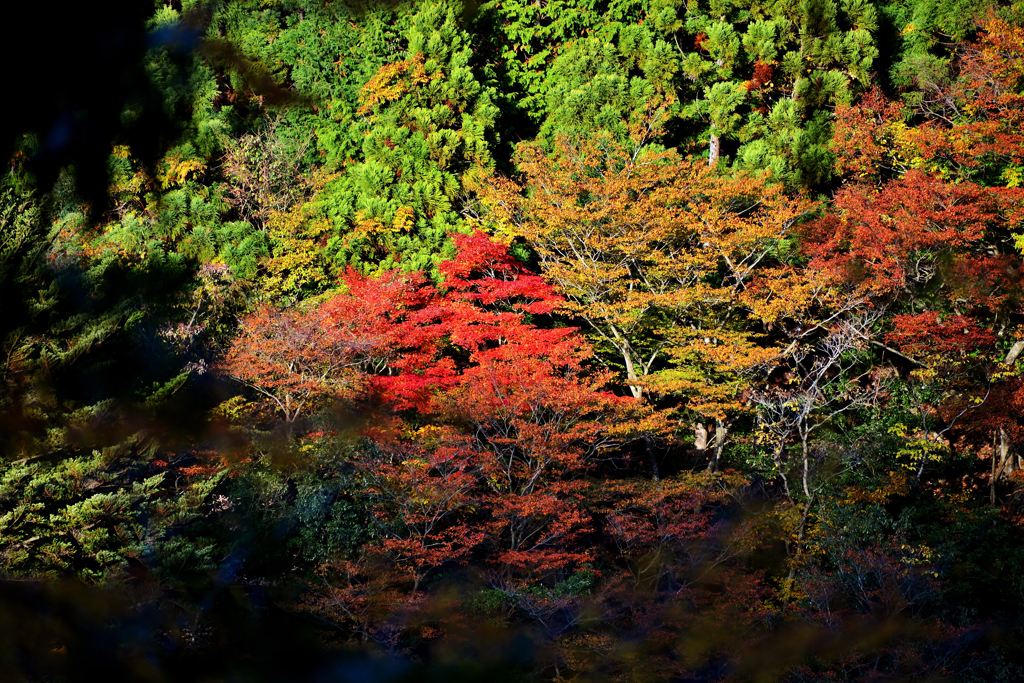 映り込みのような山紅葉