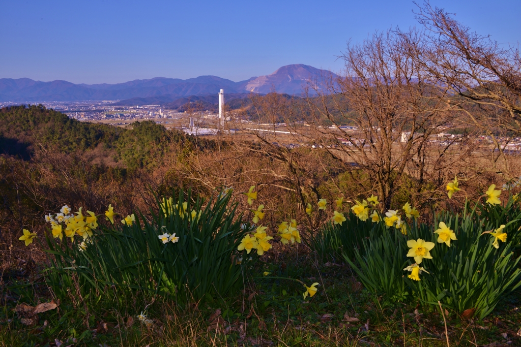 佐和山城址水仙