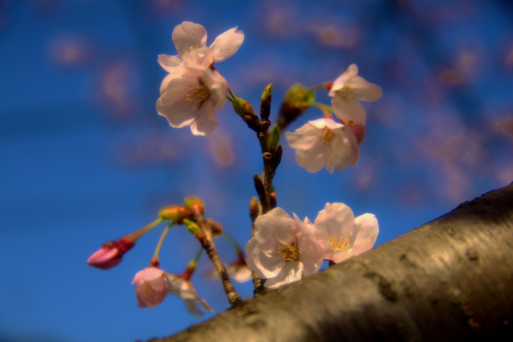 桜咲く