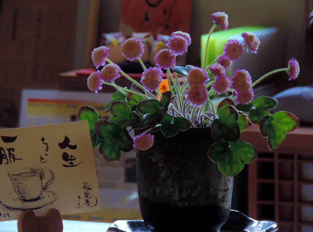 愛でる一服・山野草