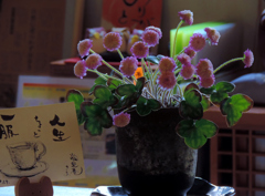 愛でる一服・山野草