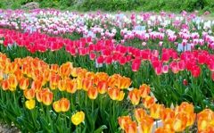 Tulip field