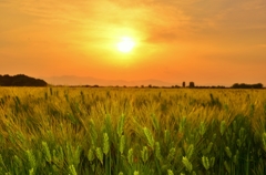 夕日の青麦