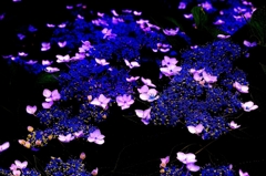 額紫陽花の乱舞