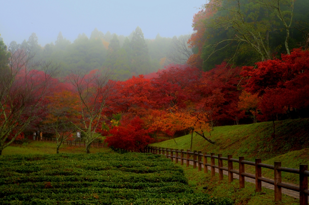 朝霧紅葉