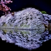 夜陰桜