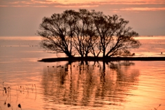 夕木樹影