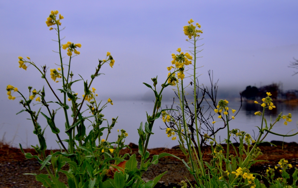 余呉湖畔の菜の花