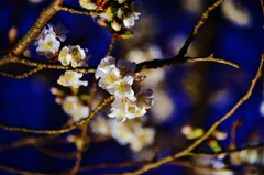 弥生夜桜　2-2