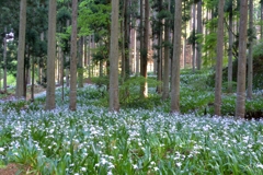 森の白い花絨毯