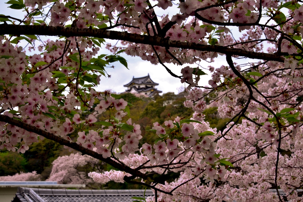 桜花額