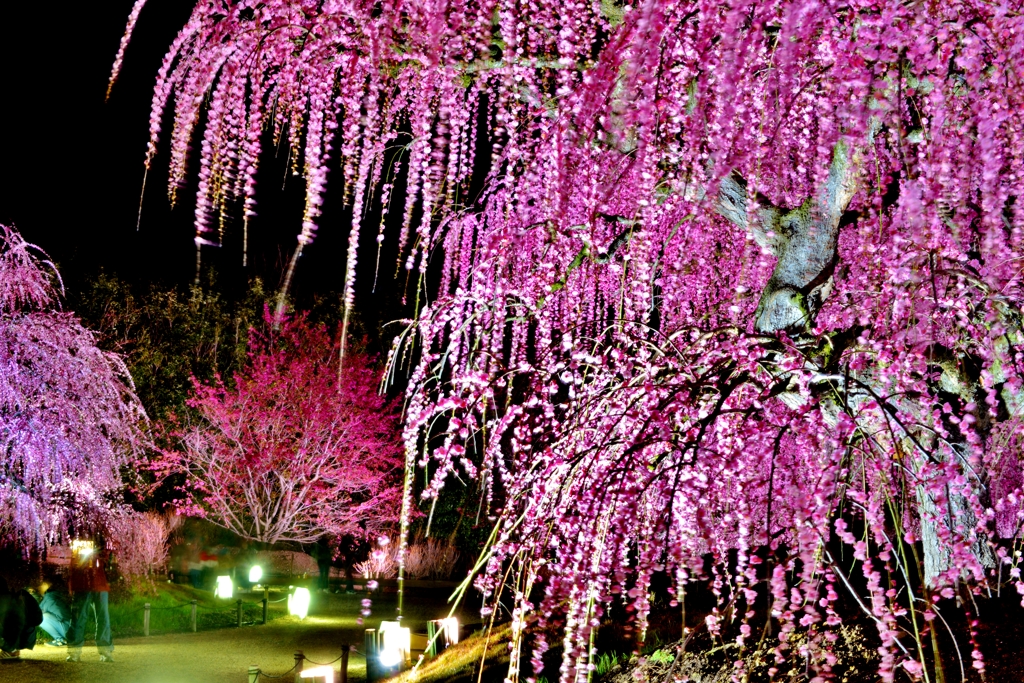 鈴鹿の森庭園ライトアップの夜梅