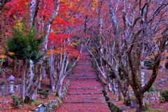 晩秋の鶏足寺参道