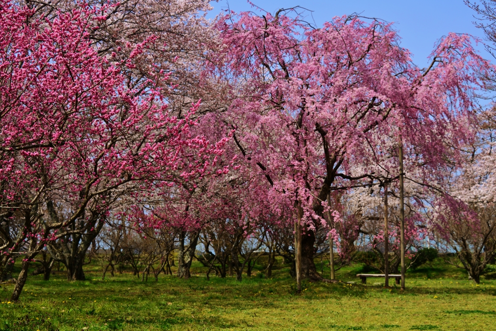 桜花競演