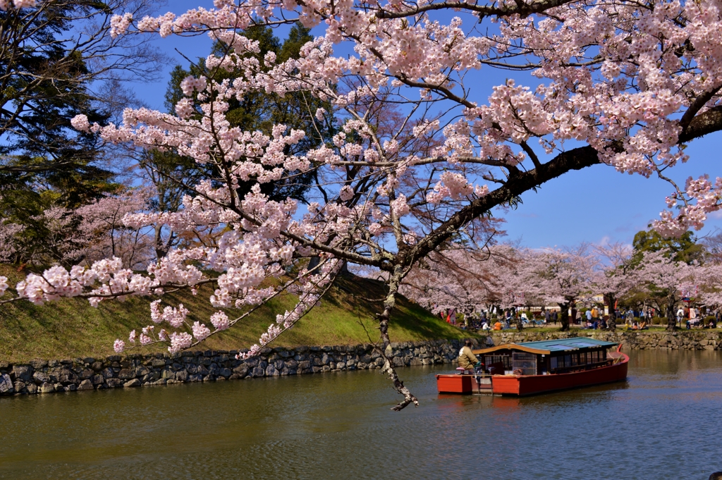 花見屋形船