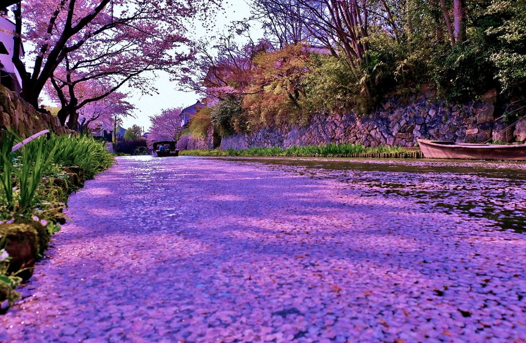 八幡堀花の道