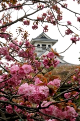 長浜城八重桜