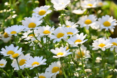 我が家の花・ノースポール