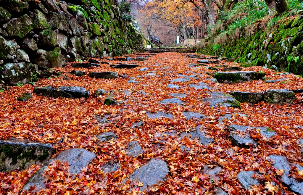 落葉参道