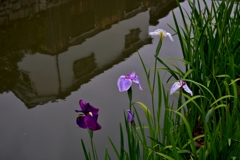 堀端の菖蒲